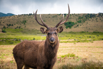 Rare wild deer in the field.
