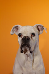 Portrait of a White Boxer Dog on an orange background