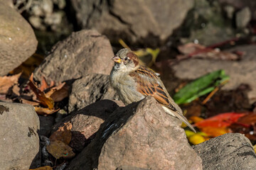 Male House Sparrow (Passer domesticus) in park, Central Russia