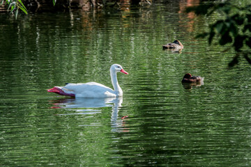 Coscoroba Swan (Coscoroba coscoroba) in park, Buenos Aires, Argentina