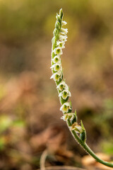 Orchid of Autumn Lady's-tresses macro photography