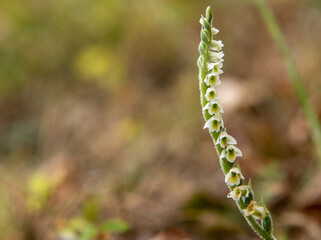 Orchid of Autumn Lady's-tresses macro photography
