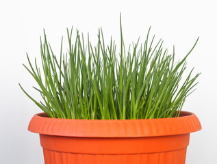 Close-up of fresh green onion sprouts in a flower pot