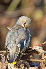 Bohemian Waxwing (Bombycilla garrulus) 1st winter preening, Yell, Shetland, Scotland, UK.