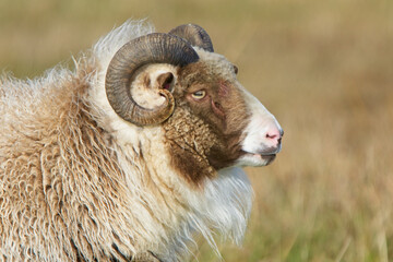 Domesticated Sheep on a Shetland farm, Scotland, UK.