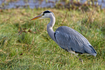 Fototapeta premium Grey Heron (Ardea cinerea), Marazion Marsh RSPB Reserve, Cornwall, England, UK.