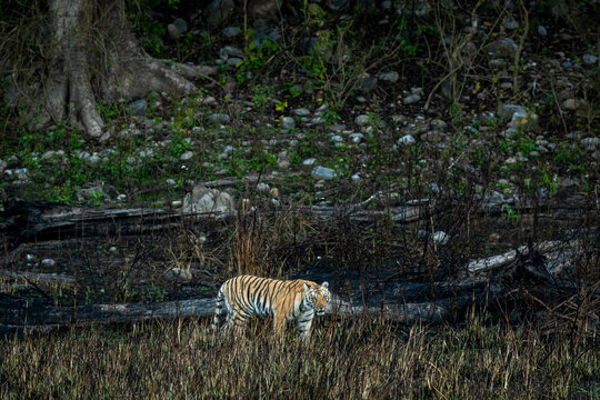 wild bengal tiger of terai region forest at uttarakhand india - panthera tigris tigris