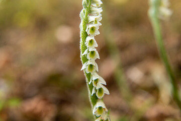 Orchid of Autumn Lady's-tresses macro photography