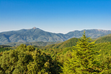 Sant Hilari Sacalm. Bosques de abetos y pinos