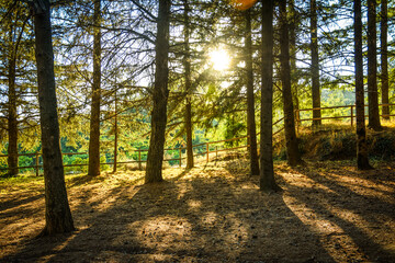 Sant Hilari Sacalm. Bosques de abetos y pinos