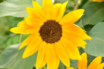 Amazing sunflower in the garden