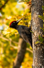 Black Woodpecker sitting on the tree trunk