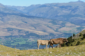 Vacas de alta montaña
