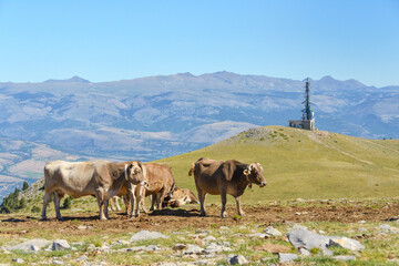 Vacas de alta montaña