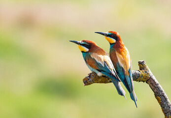 Pair of Common Bee-eater perch on stick