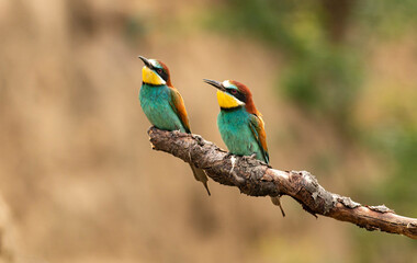 Pair of Common Bee-eater perch on stick