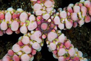 Close up detail of soft coral polyps