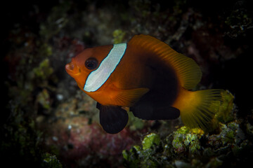 Clownfish swimming above anemone on coral reef