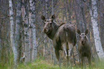 Obraz na płótnie Canvas Moose mother and calf - northern Norway