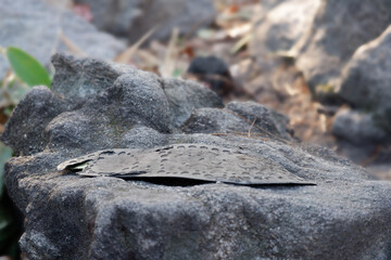 Damaged shoes in the forest Traveler perspective