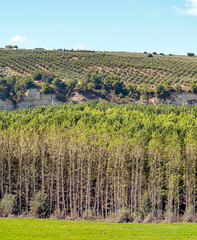 Landscape of olive trees in Granada