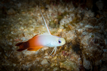 Fire goby swimming around coral reef