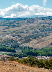 Fototapeta na wymiar Landscape of olive trees in Granada