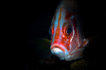 White and red coral grouper swimming about coral reef