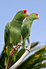 Red-crowned Amazon (Amazona viridigenalis)