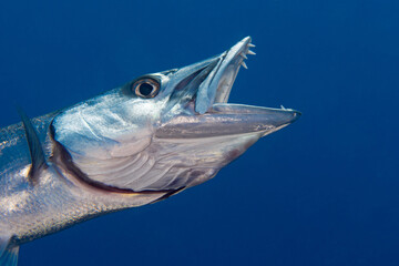 Barracuda showing off its teeth in its jaw