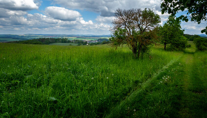Fototapeta na wymiar landscape with grass and sky