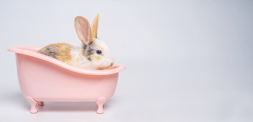 Baby light brown and white spotted rabbit with long ears is sitting in a pink bathtub isolated on white background