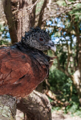 Female Great Curassow (Crax rubra) in tropical forest, Nicaragua