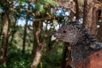 Female Great Curassow (Crax rubra) in tropical forest, Nicaragua
