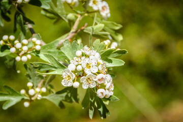 Flores Mediterráneas en primavera