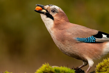 Wild jay bird eating nuts