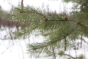 Obraz premium pine branches in the winter in the forest macro shooting