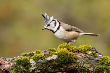 Cute Crested Tit in autumn background © georgigerdzhikov