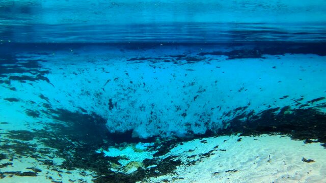 Swimming  in the Silver Glens Springs at the Ocala national forest