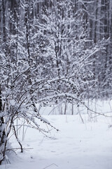 Winter forest. Landscape of the park in winter. Snow-covered trees at the edge.