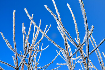 The branches of a tree in hoarfrost on a background blue sky