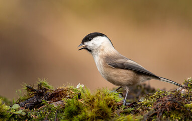 Small Willow Tit in autumn forest