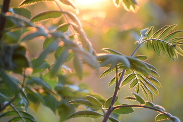 Obraz na płótnie Canvas Tree leaves in the sun