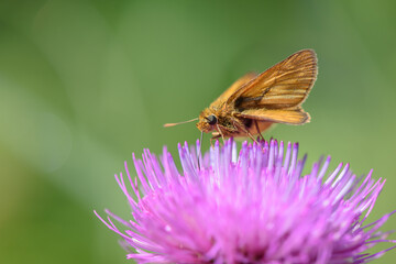 ノアザミとセセリチョウ