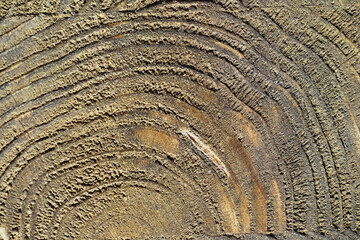 Wood texture background. The contrasting texture of the boards. Wooden structure with macro shot.