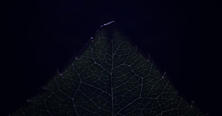 Macro shot of a flower petal with splashes and drops of water. Texture of leaf and petal on a...