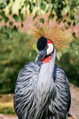 Fototapeta premium Grey Crowned Crane (Balearica regulorum) in park