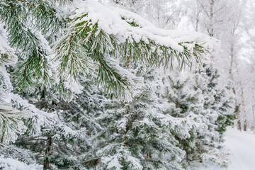 A pine branch covered with snow and frost in a winter frosty forest