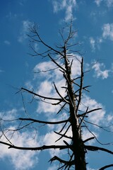 Beautiful picture of tree trunk and sky in background uttarakhand