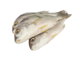Three saddle grunt fish isolated on white background